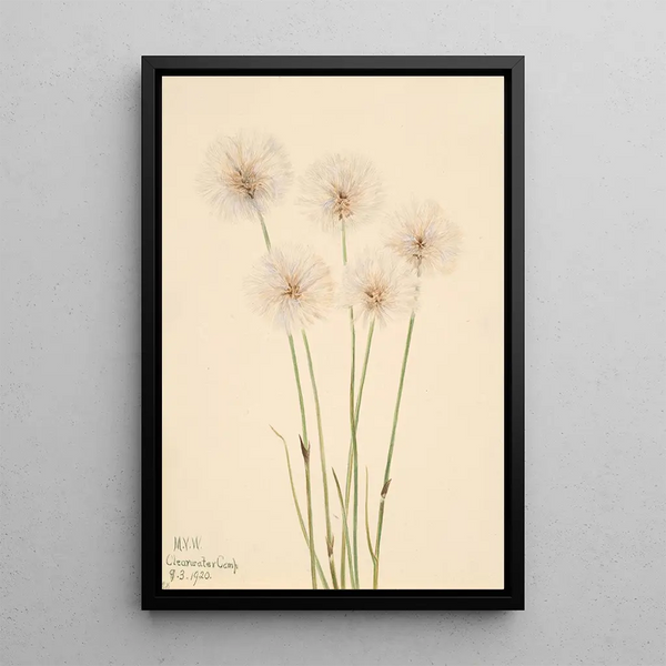 Mary Vaux Walcott - Slender CottonGrass Eriophorum chamissonis.webp