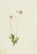 Dodecatheon pauciflorum - Mary Vaux Walcott — widok dzieła