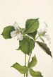 Trille des neiges Trillium grandiflorum - Mary Vaux Walcott — widok dzieła