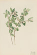 Symphorine blanche Symphoricarpos albus - Mary Vaux Walcott — widok dzieła