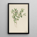 Symphorine blanche Symphoricarpos albus - Mary Vaux Walcott — oprawiony obraz na ścianie