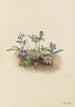 Fioletowy z południowego wybrzeża Viola septemloba - Mary Vaux Walcott — widok dzieła