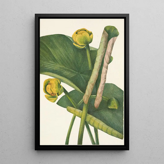 Mary Vaux Walcott - Spatterdock Nymphaea advena.webp