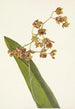 Cyrtopodium tacheté Cyrtopodium punctatum - Mary Vaux Walcott — widok dzieła