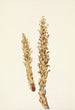 Conopholis d'Amérique Conopholis americana - Mary Vaux Walcott — widok dzieła