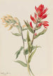 Stachys des marais - Mary Vaux Walcott — widok dzieła