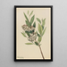 Pieris Virginie Pieris mariana - Mary Vaux Walcott — oprawiony obraz na ścianie