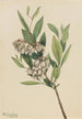 Pieris Virginie Pieris mariana - Mary Vaux Walcott — widok dzieła