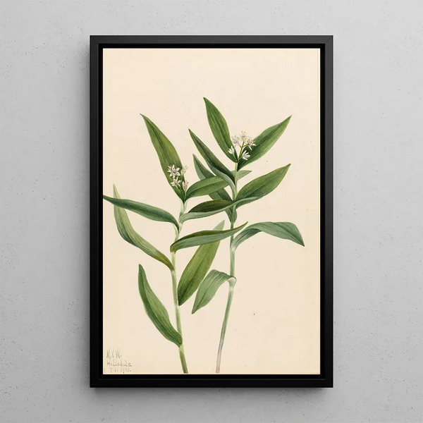 Mary Vaux Walcott - Star Solomonplume Vagnera stellata.webp