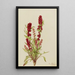 Chénopode fraise Chenopodium capitatum - Mary Vaux Walcott — oprawiony obraz na ścianie