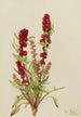 Chénopode fraise Chenopodium capitatum - Mary Vaux Walcott — widok dzieła