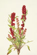 Chénopode fraise Chenopodium capitatum - Mary Vaux Walcott — widok dzieła