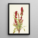 Chénopode fraise Chenopodium capitatum - Mary Vaux Walcott — oprawiony obraz na ścianie