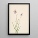 Aster des marais Aster paludosus - Mary Vaux Walcott — oprawiony obraz na ścianie