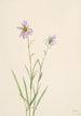 Aster des marais Aster paludosus - Mary Vaux Walcott — widok dzieła