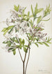 Azalée des marais Azalea viscosa - Mary Vaux Walcott — widok dzieła