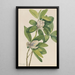 Magnolia des marais Magnolia virginiana - Mary Vaux Walcott — oprawiony obraz na ścianie