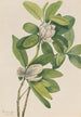 Magnolia des marais Magnolia virginiana - Mary Vaux Walcott — widok dzieła
