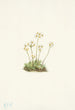 Androsace douce Androsace carinata - Mary Vaux Walcott — widok dzieła