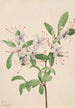 Azalée delikatna Azalea arborescens - Mary Vaux Walcott — widok dzieła