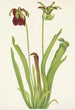 purpurowej sarracenia Sarracenia rubra - Mary Vaux Walcott — widok dzieła