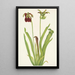 purpurowej sarracenia Sarracenia rubra - Mary Vaux Walcott — oprawiony obraz na ścianie