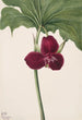 Trille doux Trillium vasyi - Mary Vaux Walcott — widok dzieła
