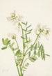 Hedysarum de Mackenzie Hedysarum mackenzii - Mary Vaux Walcott — widok dzieła