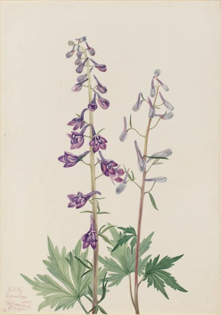 Mary Vaux Walcott - Tall Larkspur Delphinium elongatum.webp