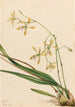 Epidendrum Tampa Epidendrum tampense - Mary Vaux Walcott — widok dzieła