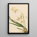 Epidendrum Tampa Epidendrum tampense - Mary Vaux Walcott — oprawiony obraz na ścianie