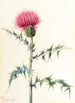 Chardon z Arizony Cirsium arizonica - Mary Vaux Walcott — widok dzieła