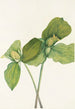 Trille sessile Trillium sessile - Mary Vaux Walcott — widok dzieła