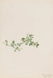 Houstonie rampante Houstonia procumbens - Mary Vaux Walcott — widok dzieła