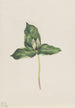 Trille wyblakły Trillium discolor - Mary Vaux Walcott — widok dzieła