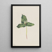 Trille wyblakły Trillium discolor - Mary Vaux Walcott — oprawiony obraz na ścianie