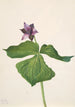 Trille dressé Trillium erectum - Mary Vaux Walcott — widok dzieła