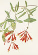 Chèvrefeuille trompette Lonicera sempervirens - Mary Vaux Walcott — widok dzieła