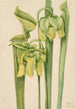 żółtej sarracenia Sarracenia flava - Mary Vaux Walcott — widok dzieła