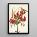 Lis turban Lilium superbum - Mary Vaux Walcott — oprawiony obraz na ścianie