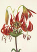 Lis turban Lilium superbum - Mary Vaux Walcott — widok dzieła