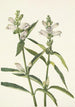 Głowa żółwia Chelone glabra - Mary Vaux Walcott — widok dzieła