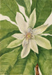 Magnolia z dużymi liśćmi Magnolia tripetala - Mary Vaux Walcott — widok dzieła