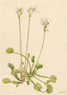Atrapa much Vénus Dionaea muscipula - Mary Vaux Walcott — widok dzieła