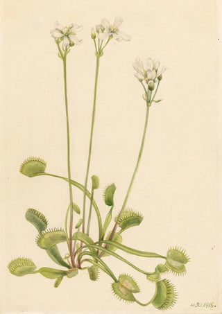 Mary Vaux Walcott - Venus Flytrap Dionaea muscipula.webp