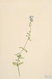 Véronique à feuilles de serpolet Veronica serpyllifolia - Mary Vaux Walcott — widok dzieła