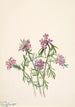 Verveine de Wright Verbena wrightii - Mary Vaux Walcott — widok dzieła