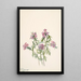 Verveine de Wright Verbena wrightii - Mary Vaux Walcott — oprawiony obraz na ścianie