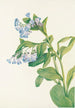 Mertensia virginica - Mary Vaux Walcott — widok dzieła