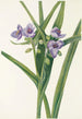 Tradescantia Virginie - Mary Vaux Walcott — widok dzieła